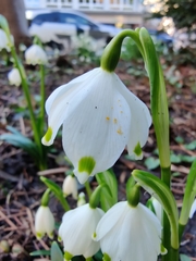 Leucojum vernum