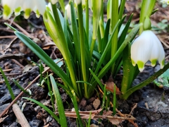 Leucojum vernum