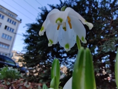 Leucojum vernum