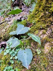 Asarum pulchellum