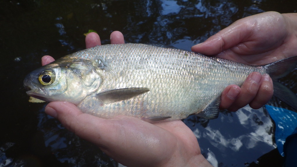 American Gizzard Shad (Common Fish Species of Richmond National