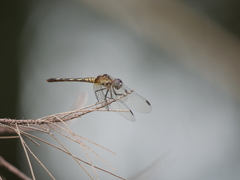 Micrathyria longifasciata