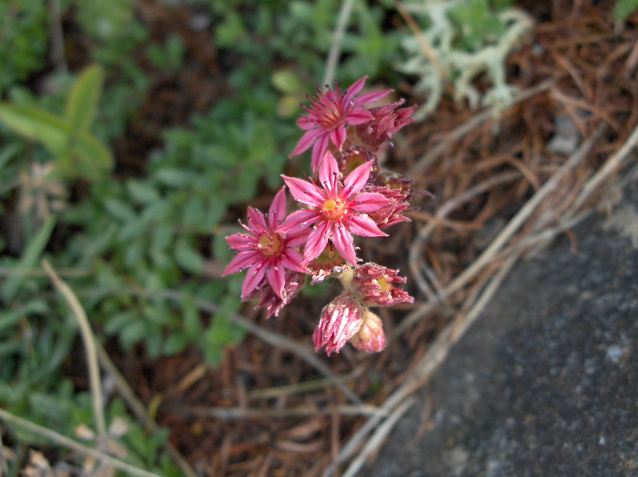 Sempervivum 'Cobweb Buttons' 3