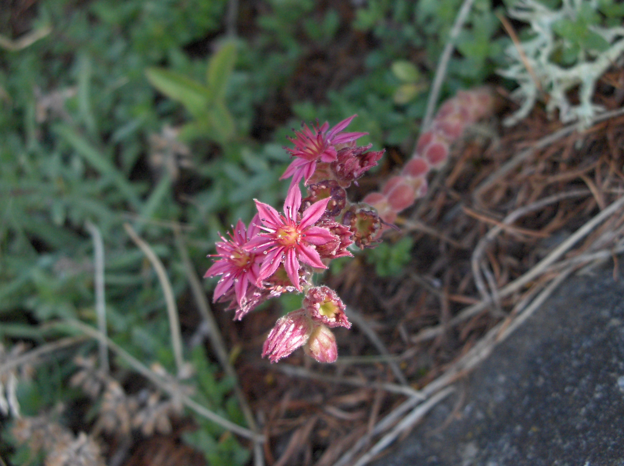 Sempervivum arachnoideum f. cristata 2