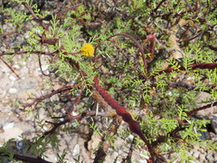 Vachellia pacensis