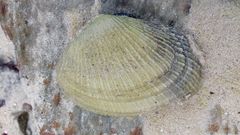 Asaphis violascens