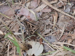 Melipotis bisinuata
