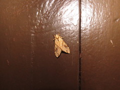 Lophocampa propinqua