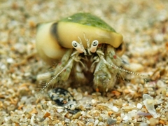 Diogenes brevirostris