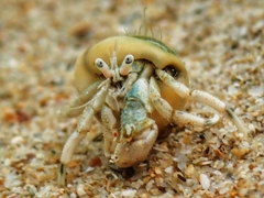 Diogenes brevirostris