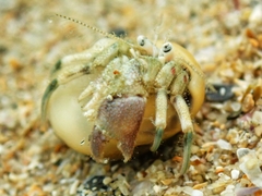 Diogenes brevirostris