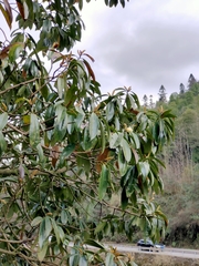 Magnolia martinii