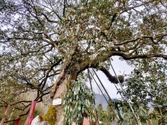 Magnolia martinii