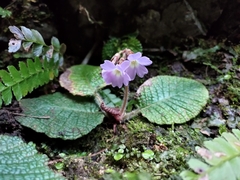 Primula ovalifolia