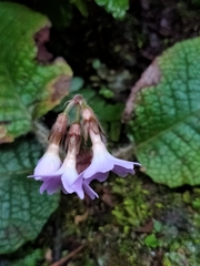 Primula ovalifolia
