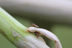 Brachycera