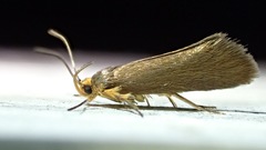 Crassa unitella