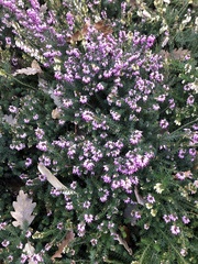 Erica carnea