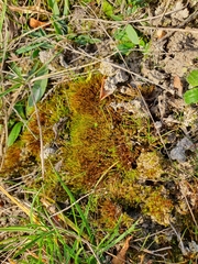 Didymodon icmadophilus