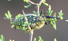Julodis