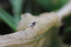 Brachycera
