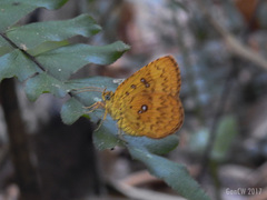 Tetragonus lycaenoides