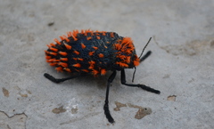 Julodis viridipes