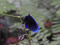 Pompelon marginata