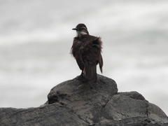 Cinclodes nigrofumosus