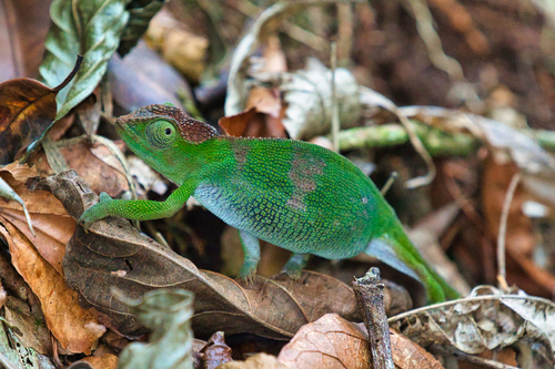 Mulanje Chameleon - Photo (c) Marc Henrion, some rights reserved (CC BY-NC), uploaded by Marc Henrion