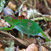 Mulanje Chameleon - Photo (c) Marc Henrion, some rights reserved (CC BY-NC), uploaded by Marc Henrion