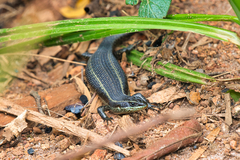 Trachylepis mlanjensis
