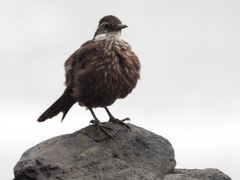 Cinclodes nigrofumosus