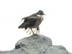 Cinclodes nigrofumosus