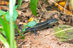 Trachylepis mlanjensis