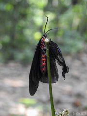 Pompelon marginata