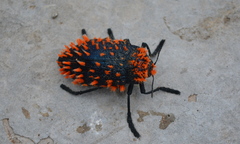 Julodis viridipes