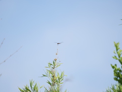 Tramea cophysa