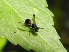 Ropalidia sumatrae