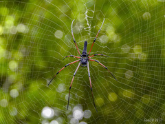 Nephila kuhli