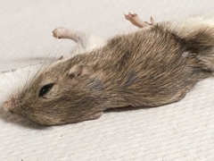 Chaetodipus penicillatus