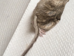 Chaetodipus penicillatus