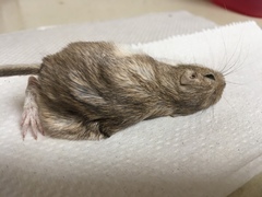 Chaetodipus penicillatus