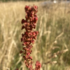 Rumex × acutus