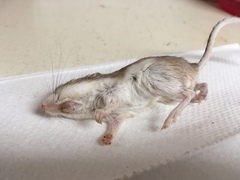 Chaetodipus penicillatus