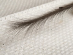 Chaetodipus penicillatus