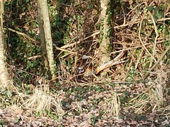 Syrmaticus reevesii