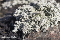 Stereocaulon subcoralloides