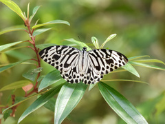 Graphium delessertii