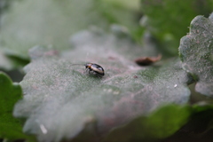 Longitarsus dorsalis